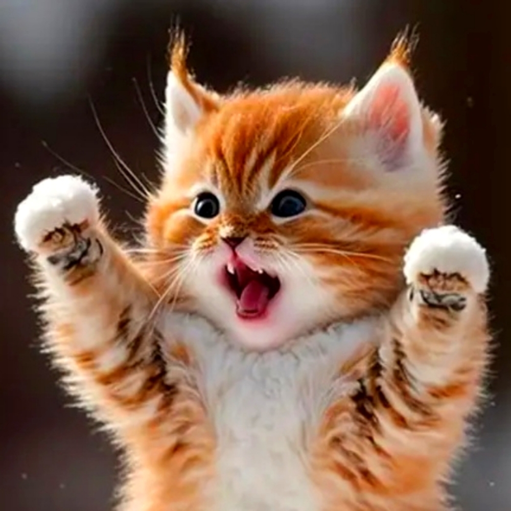 Make Me A Roaring Offer On Items listed in my closet.